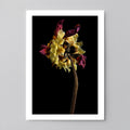 Macro Life 1 fine art print: dried dahlia, deep crimson and cream-yellow petals, black background.