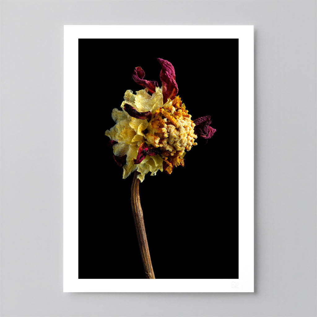 Macro Life 2 fine art print: dried dahlia, exploded mustard-yellow centre and burgundy remaining petals, black background.