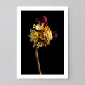 Macro Life 2 fine art print: dried dahlia, exploded mustard-yellow centre and burgundy remaining petals, black background.