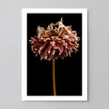 Macro Life 3 fine art print: large dried dahlia, rose and cream petals, black background.