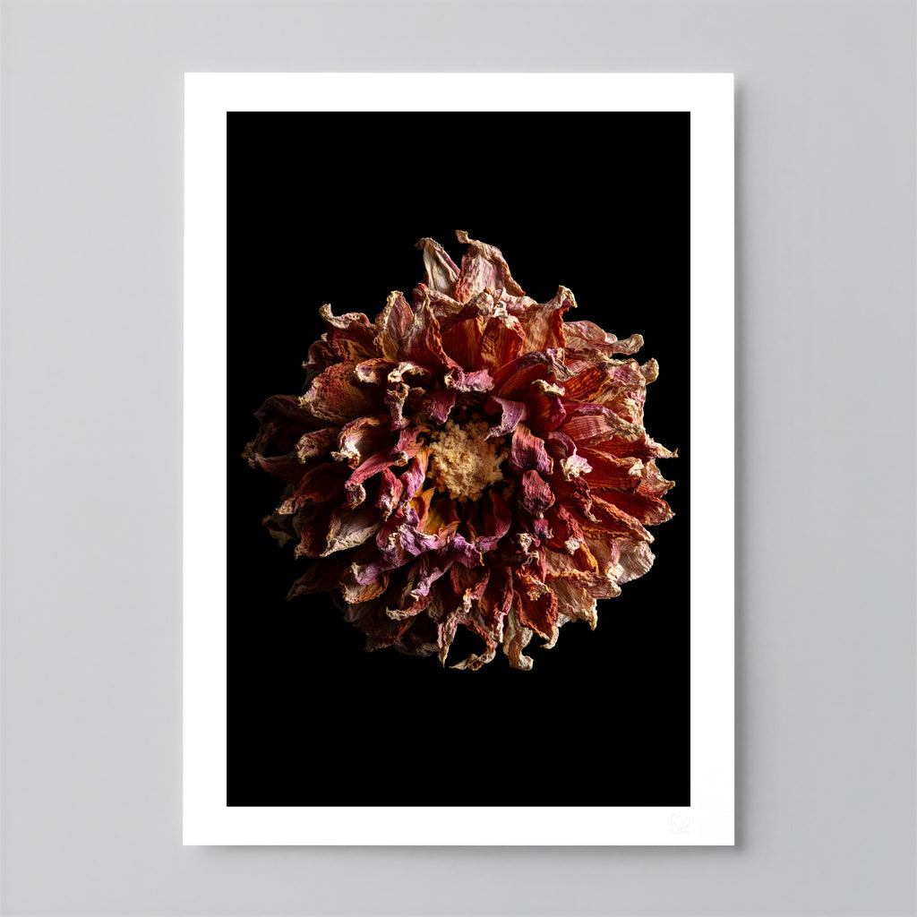 Macro Life 4 fine art print: dried dahlia, burgundy, purple and cream tones, black background.