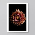 Macro Life 4 fine art print: dried dahlia, burgundy, purple and cream tones, black background.