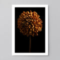 Macro Life 5 fine art print: large spherical dried dahlia, amber-orange tones, black background.
