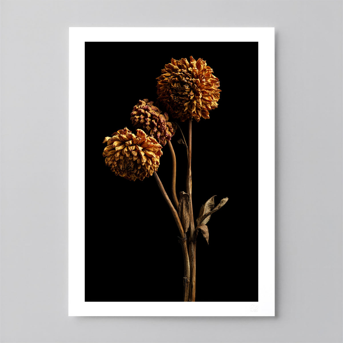 Macro Life 6 fine art print: three dried dahlias on branched stem, amber and orange tones, black background.