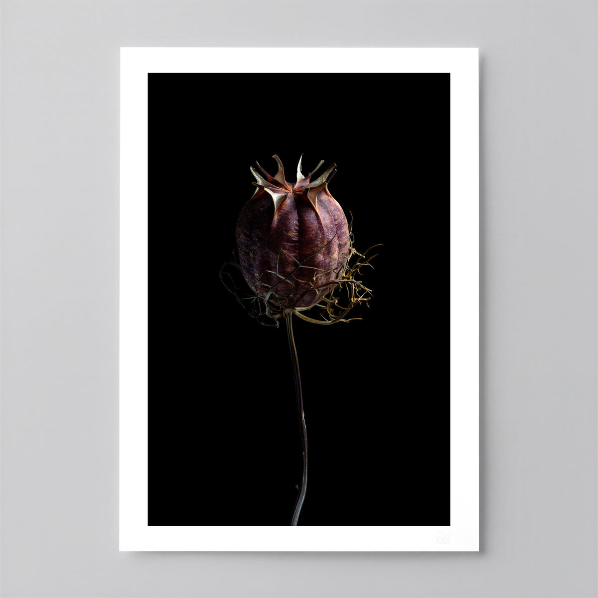 Macro Life 7 fine art print: dried seed pod, deep purple-wine, black background.