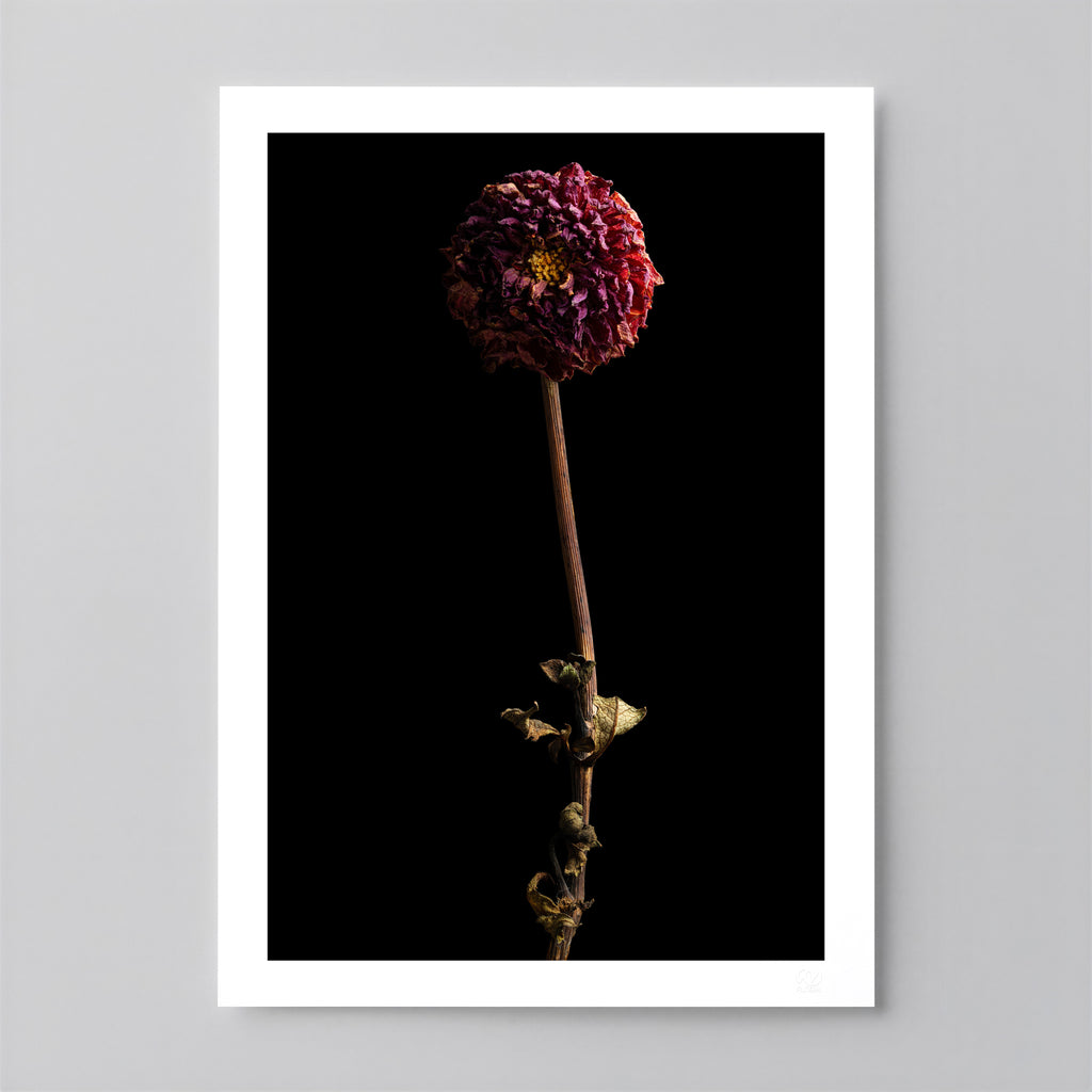 Macro Life 8 fine art print: small dried dahlia, deep raspberry, black background.