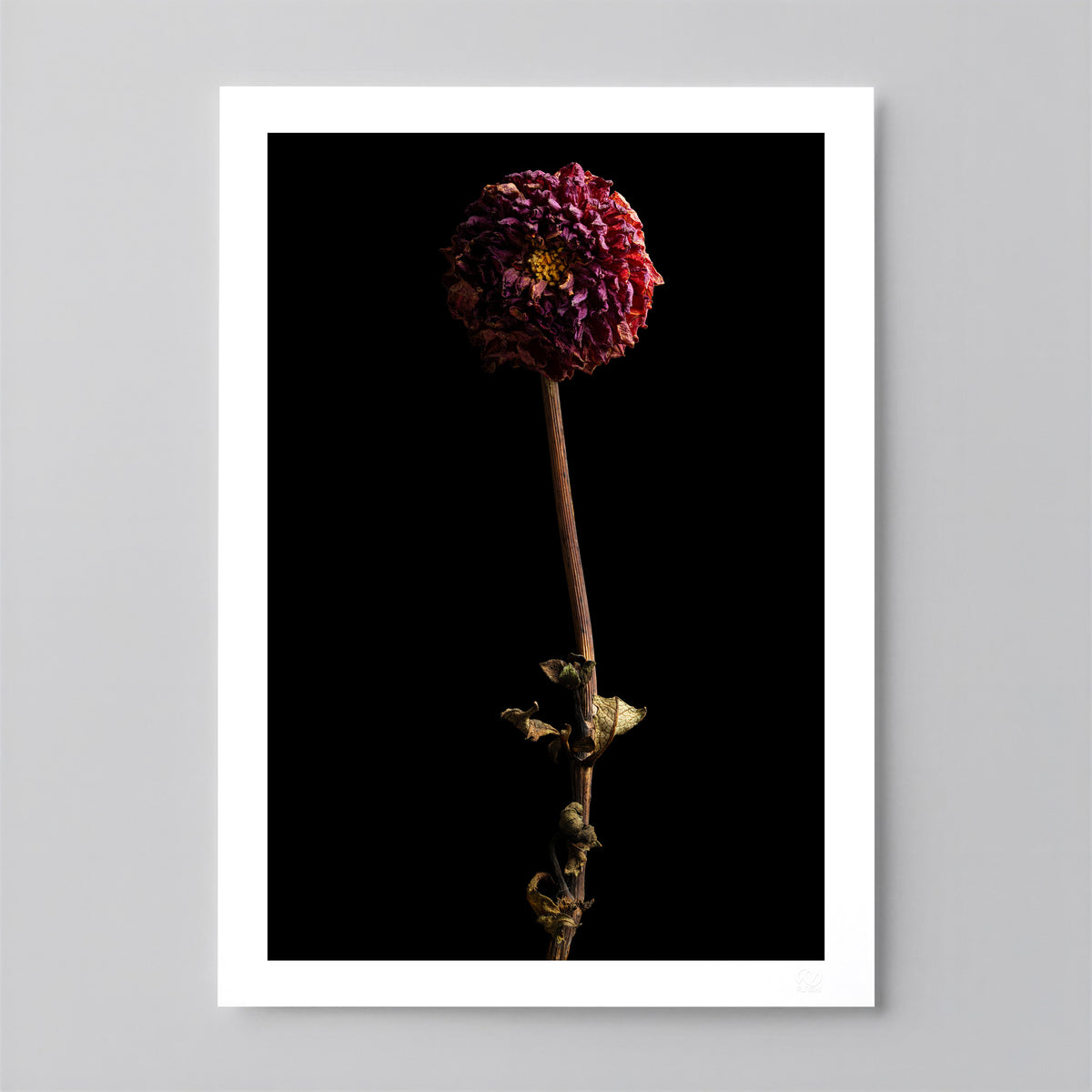 Macro Life 8 fine art print: small dried dahlia, deep raspberry, black background.