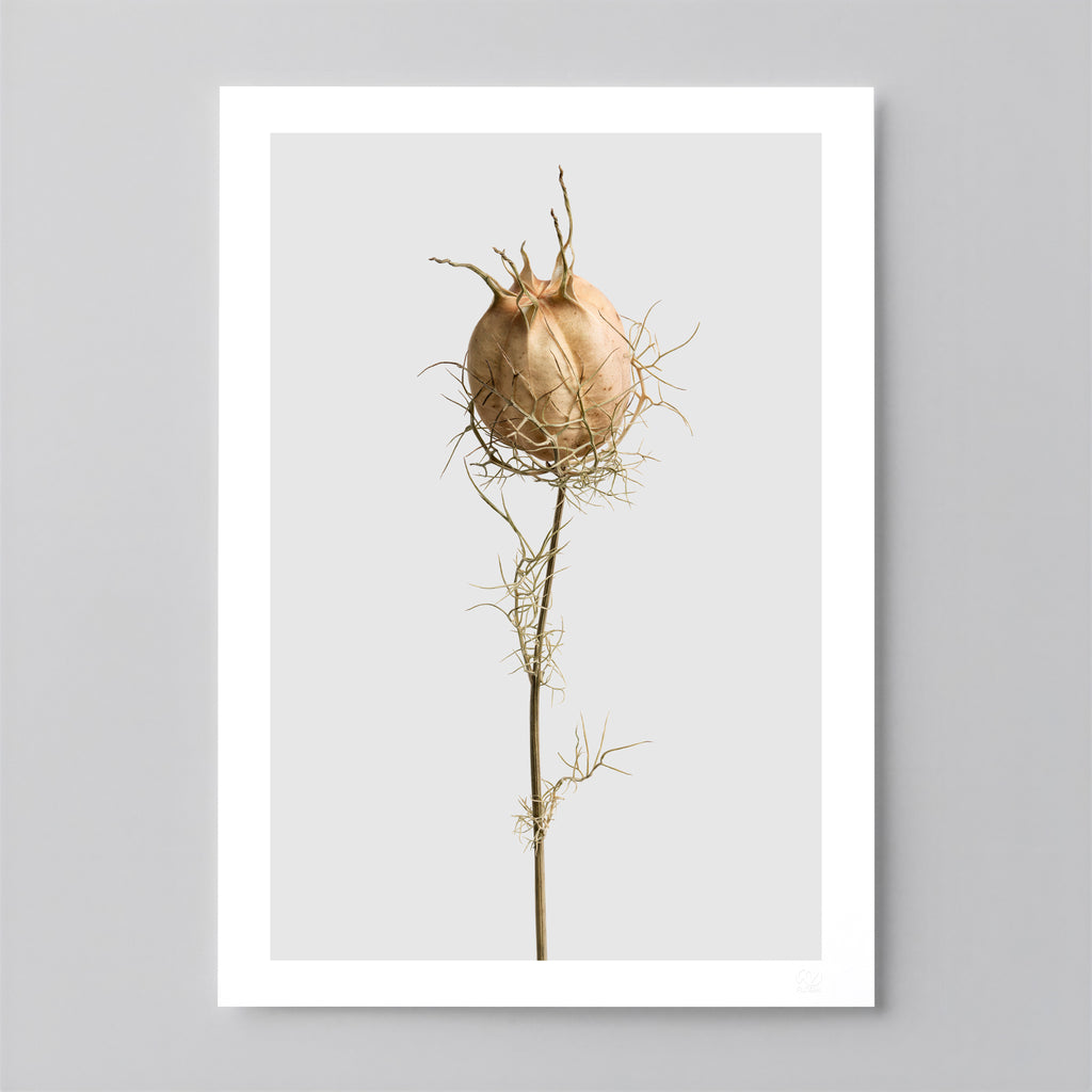 Macro Life 10 fine art print: dried Nigella seed pod, web-like filaments, light grey background.