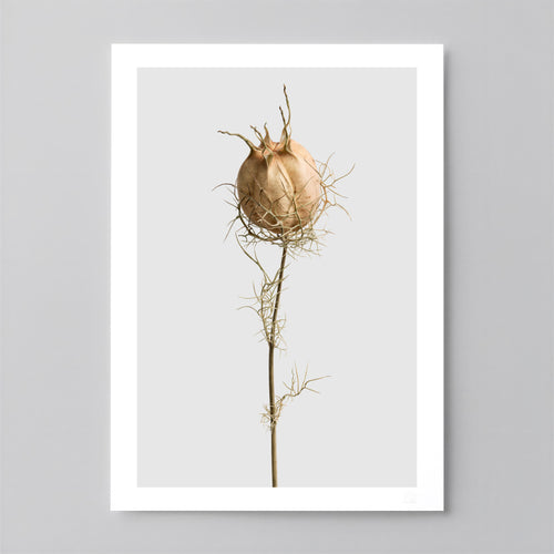 Macro Life 10 fine art print: dried Nigella seed pod, web-like filaments, light grey background.