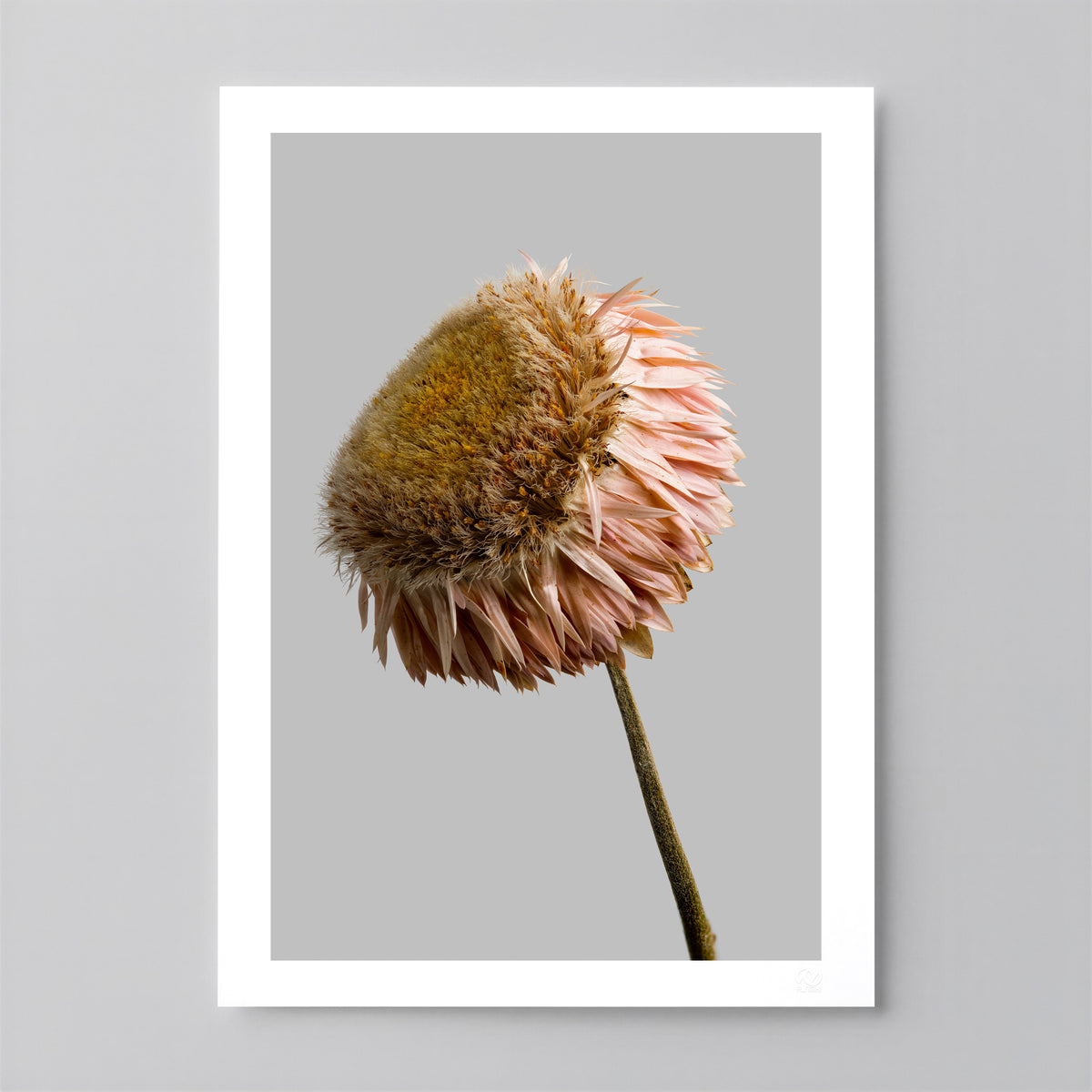 Macro Life 11 fine art print: dried Echinacea cone flower, golden brown centre, blush-pink petals, grey background.