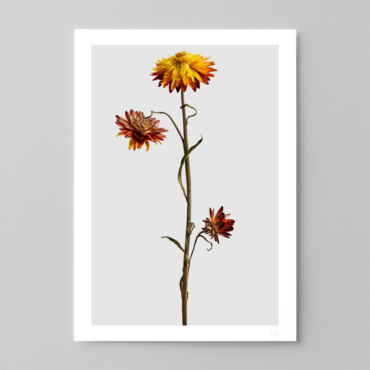Macro Life 12 fine art print: dried Helichrysum, yellow flower and burgundy blooms, grey background.