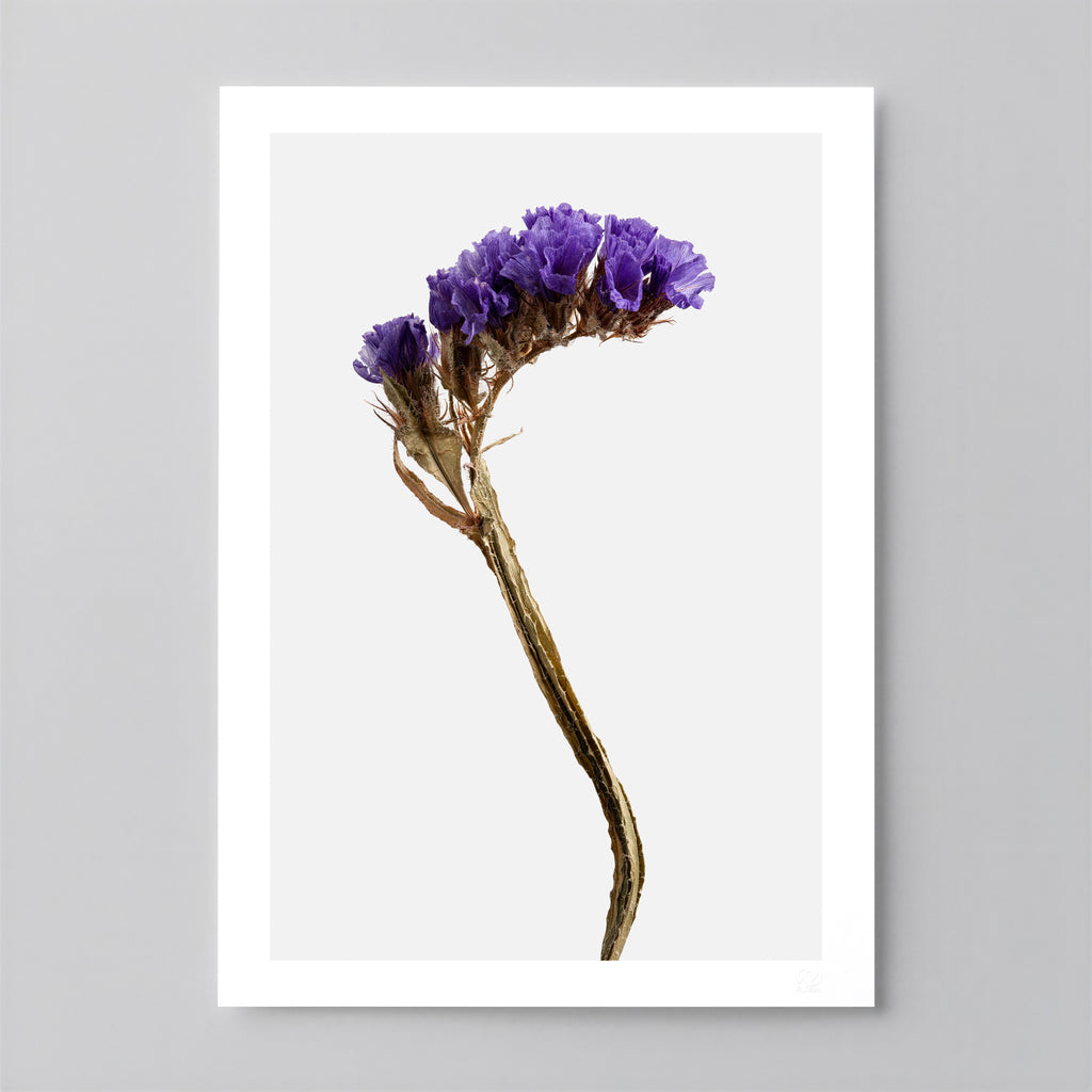 Macro Life 13 fine art print: dried statice, purple-lavender clusters, grey background.