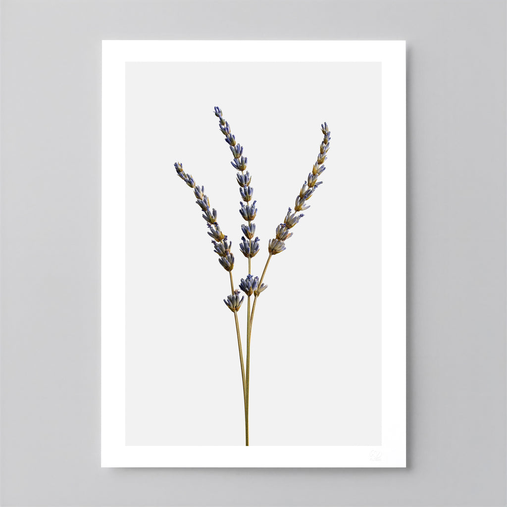 Macro Life 14 fine art print: three dried lavender stems, light grey background.