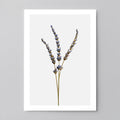 Macro Life 14 fine art print: three dried lavender stems, light grey background.