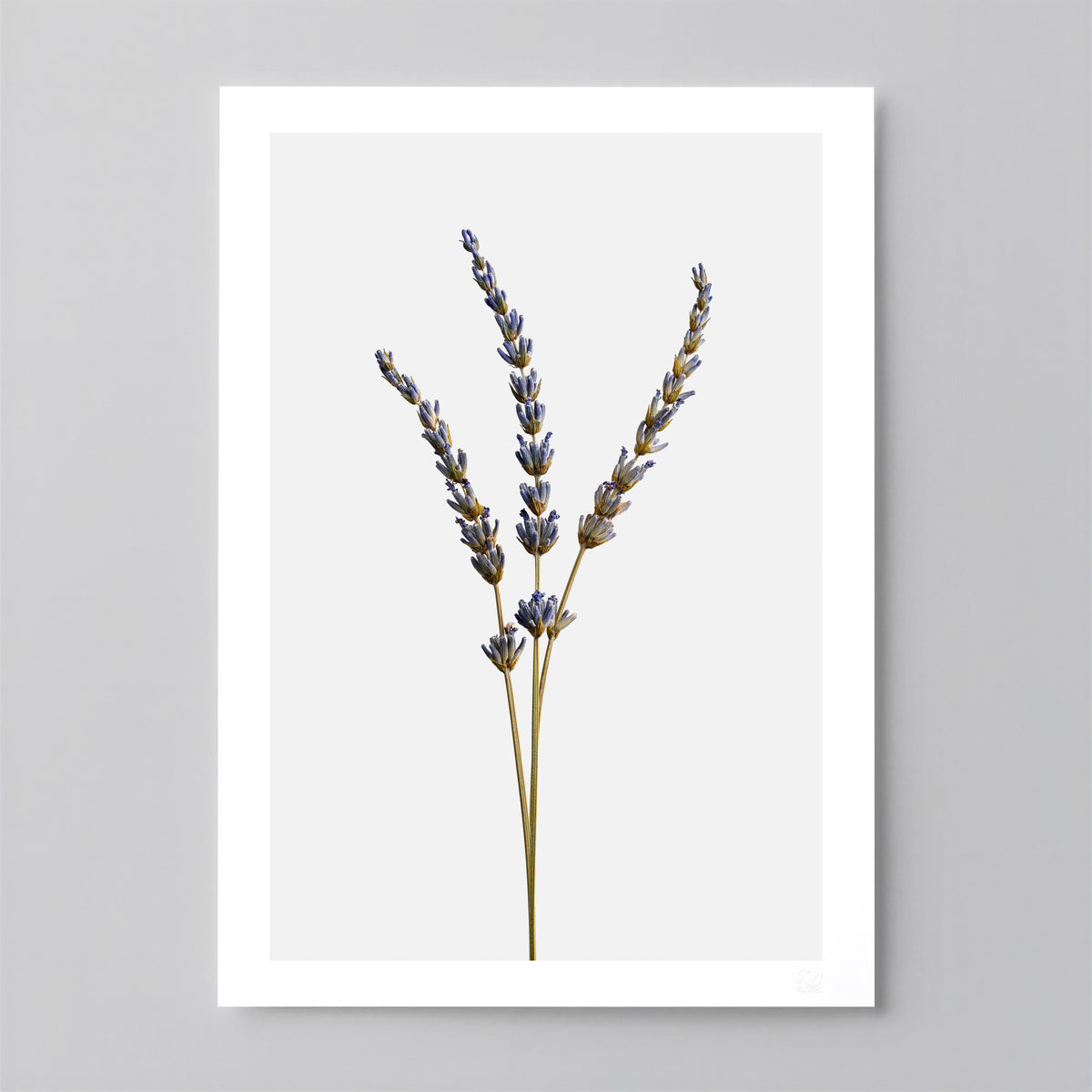 Macro Life 14 fine art print: three dried lavender stems, light grey background.