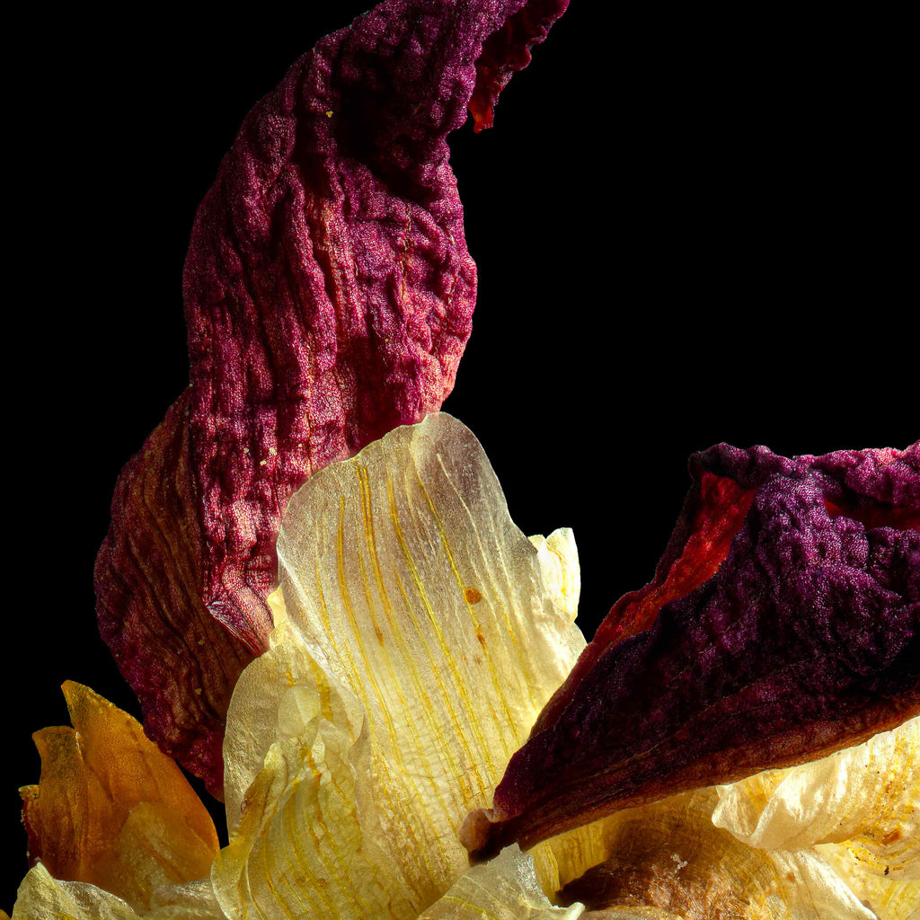 Macro Life 2 fine art print: dried dahlia, exploded mustard-yellow centre and burgundy remaining petals, black background.