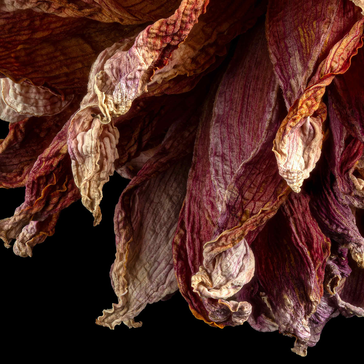 Macro Life 3 fine art print: large dried dahlia, rose and cream petals, black background.