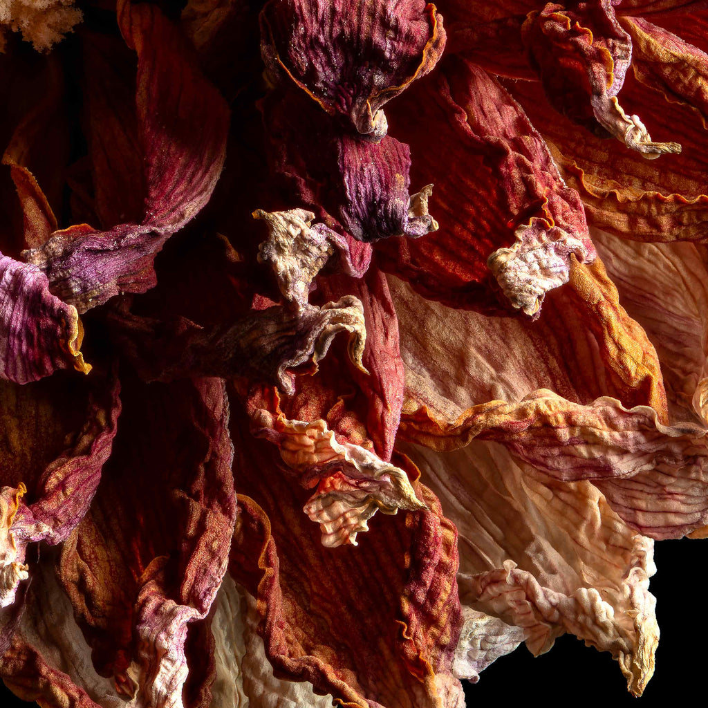 Macro Life 4 fine art print: dried dahlia, burgundy, purple and cream tones, black background.