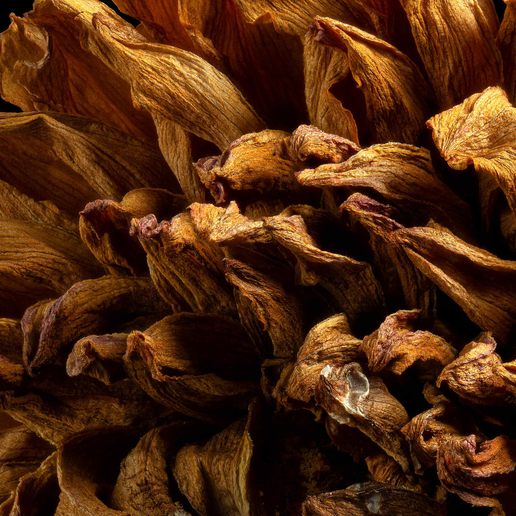 Macro Life 5 fine art print: large spherical dried dahlia, amber-orange tones, black background.