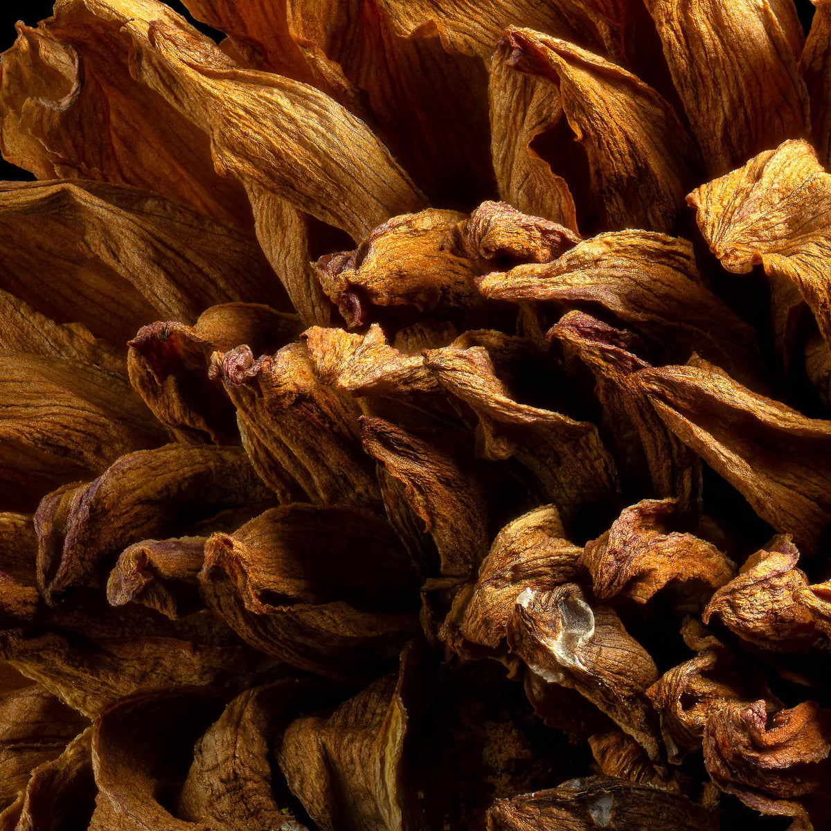 Macro Life 5 fine art print: large spherical dried dahlia, amber-orange tones, black background.