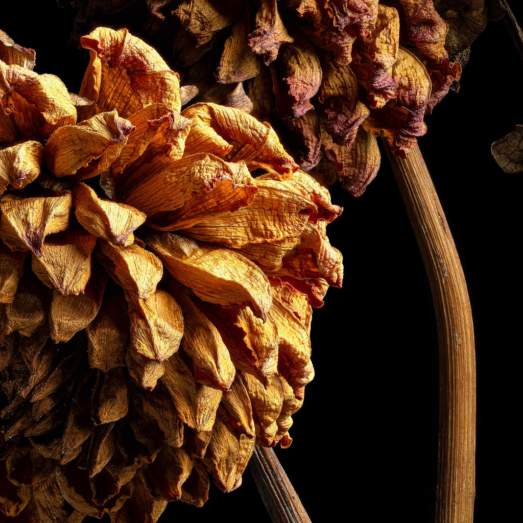 Macro Life 6 fine art print: three dried dahlias on branched stem, amber and orange tones, black background.