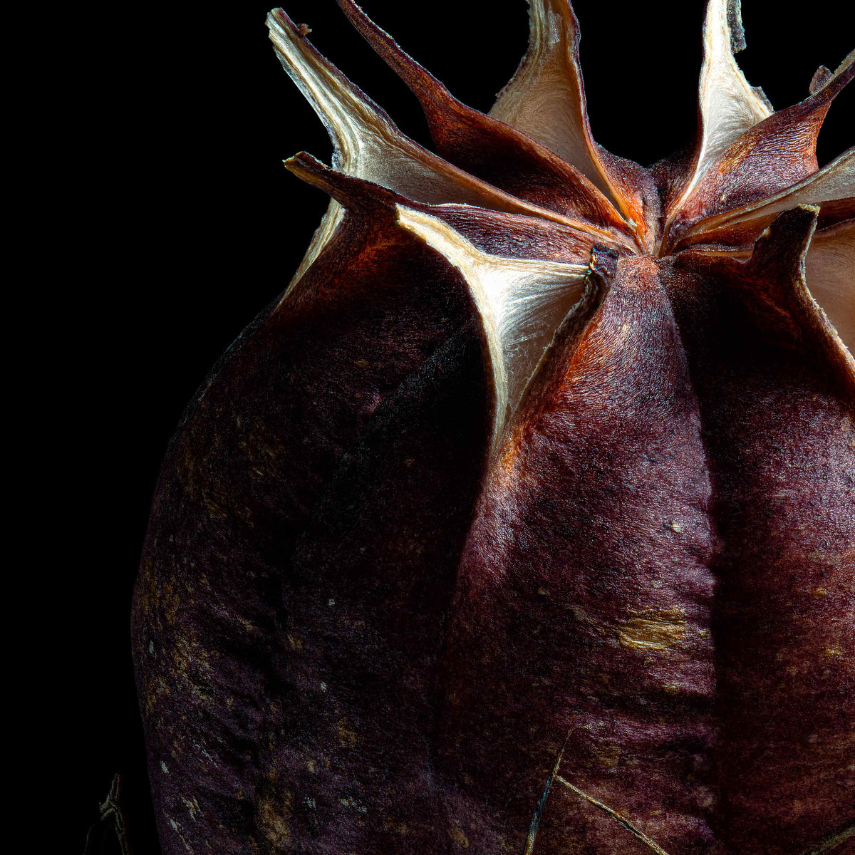 Macro Life 7 fine art print: dried seed pod, deep purple-wine, black background.