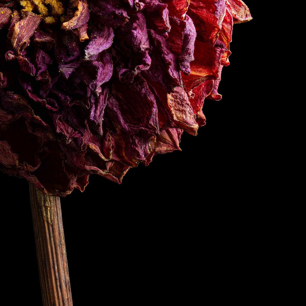 Macro Life 8 fine art print: small dried dahlia, deep raspberry, black background.