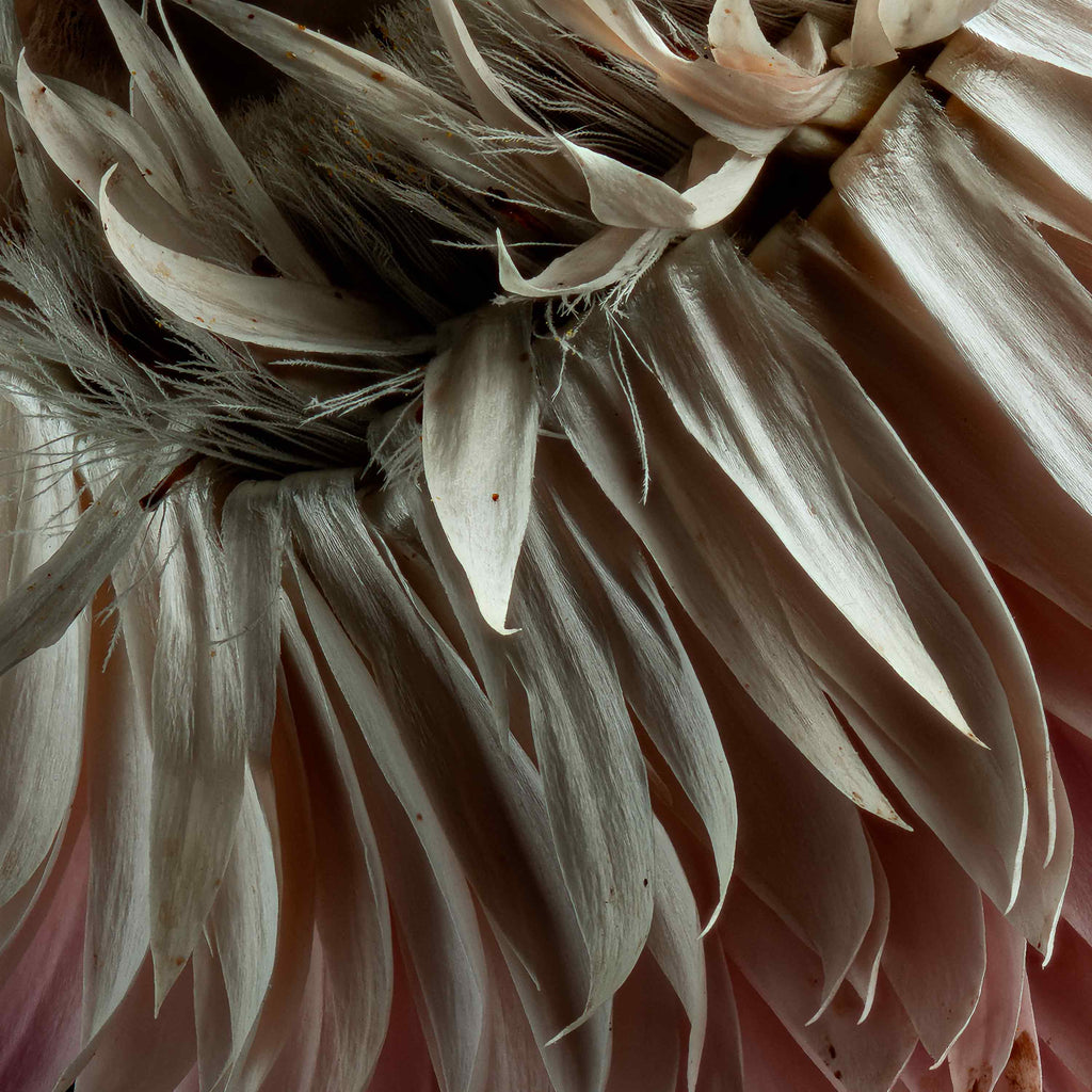 Tirage d'art Macro Life 9: deux fleurs séchées sur des tiges entrelacées, rose poudré et blanc, sur fond noir.