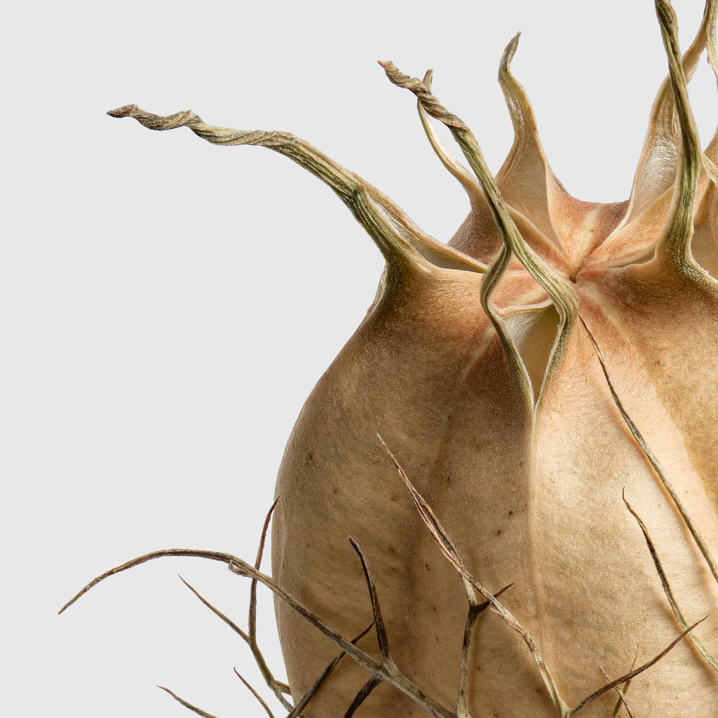 Macro Life 10 fine art print: dried Nigella seed pod, web-like filaments, light grey background.