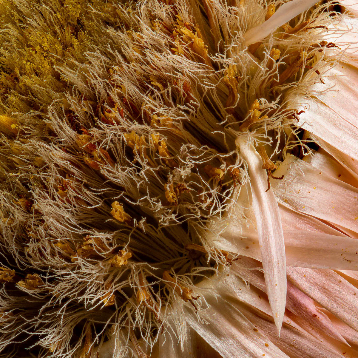 Macro Life 11 fine art print: dried Echinacea cone flower, golden brown centre, blush-pink petals, grey background.
