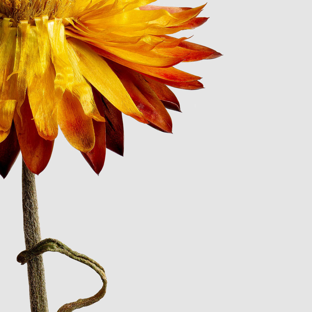 Macro Life 12 fine art print: dried Helichrysum, yellow flower and burgundy blooms, grey background.