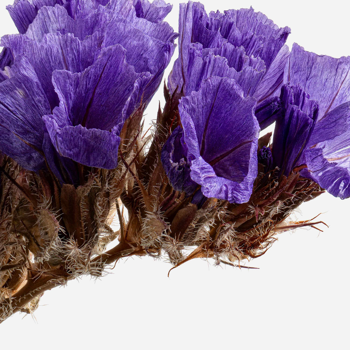 Macro Life 13 fine art print: dried statice, purple-lavender clusters, grey background.