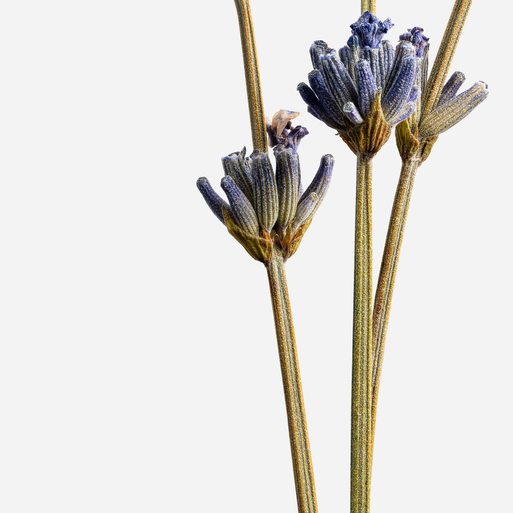 Macro Life 14 fine art print: three dried lavender stems, light grey background.