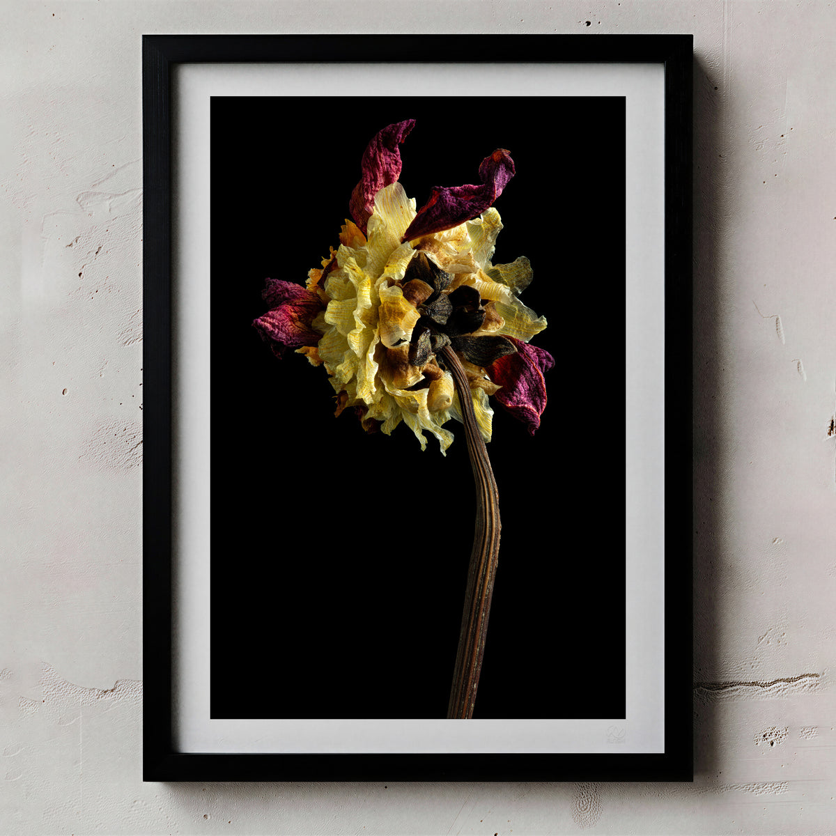 Macro Life 1 fine art print: dried dahlia, deep crimson and cream-yellow petals, black background, shown framed on a wall for illustration. Frame is not included with purchase.