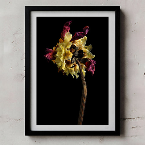 Macro Life 1 fine art print: dried dahlia, deep crimson and cream-yellow petals, black background, shown framed on a wall for illustration. Frame is not included with purchase.