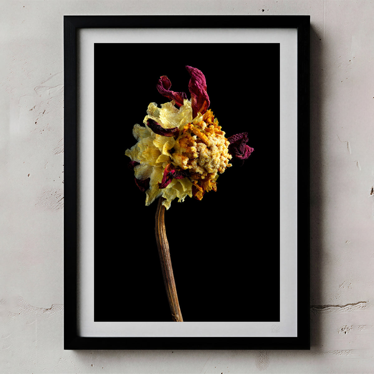 Macro Life 2 fine art print: dried dahlia, exploded mustard-yellow centre and burgundy remaining petals, black background, shown framed on a wall for illustration. Frame is not included with purchase.