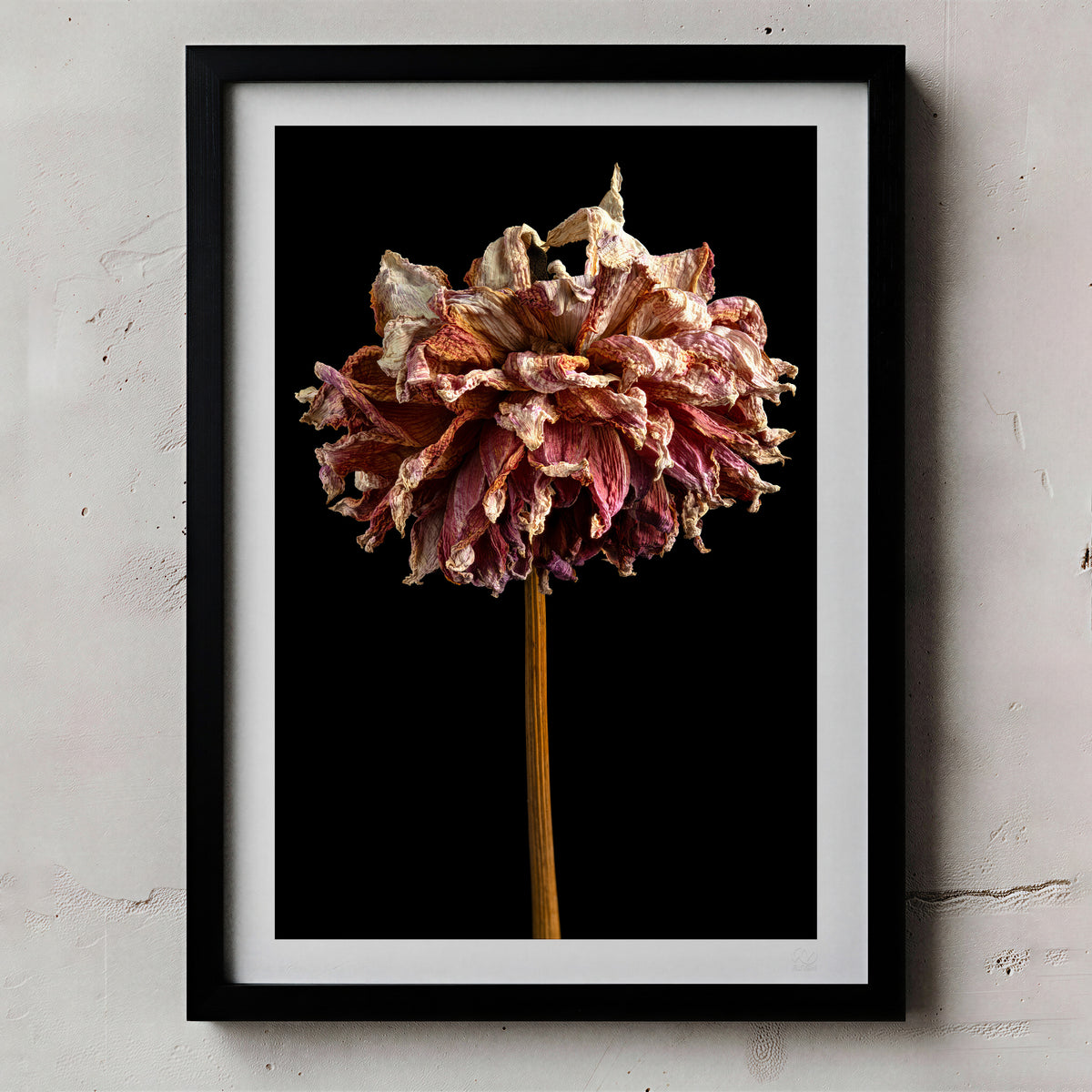 Macro Life 3 fine art print: large dried dahlia, rose and cream petals, black background, shown framed on a wall for illustration. Frame is not included with purchase.