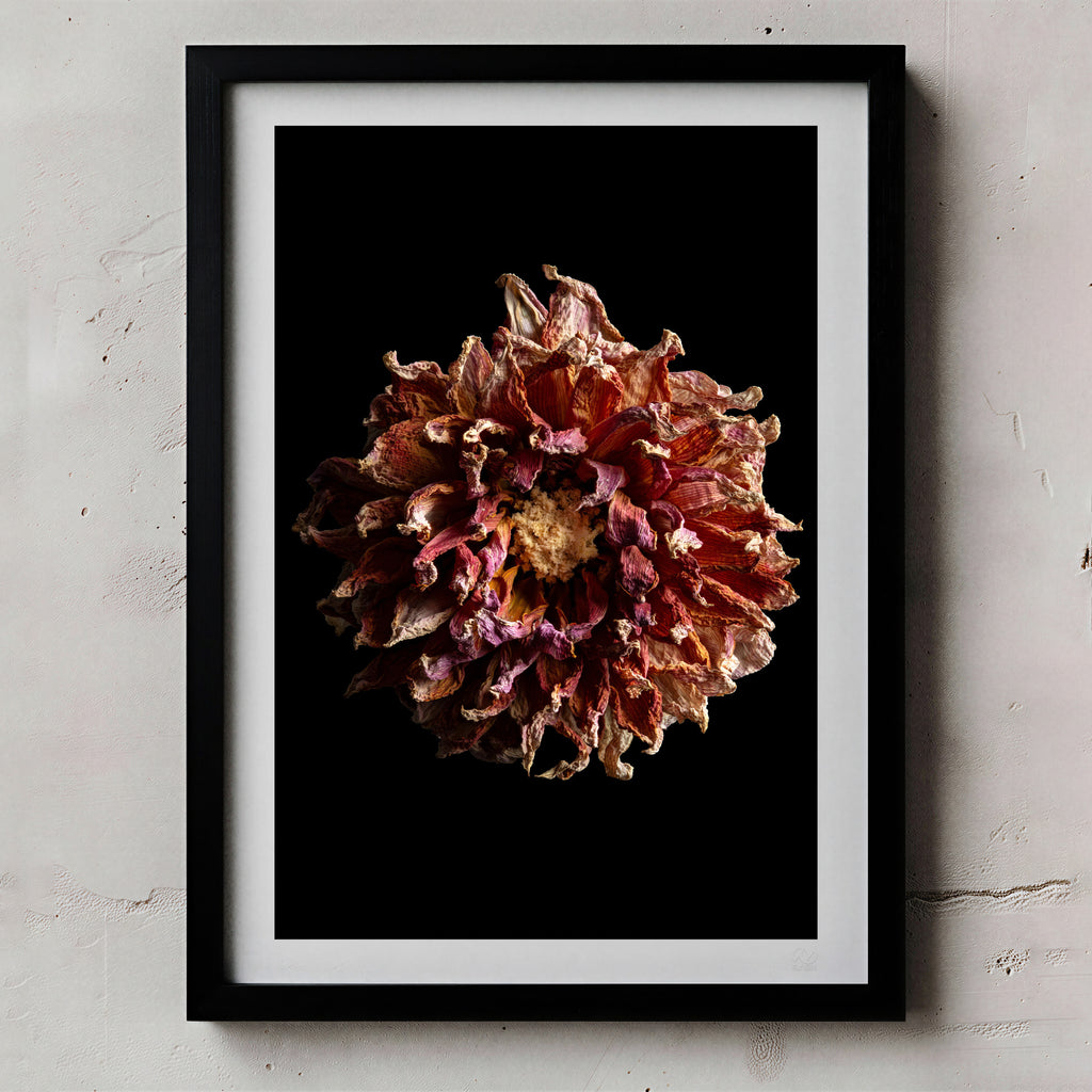 Macro Life 4 fine art print: dried dahlia, burgundy, purple and cream tones, black background, shown framed on a wall for illustration. Frame is not included with purchase.