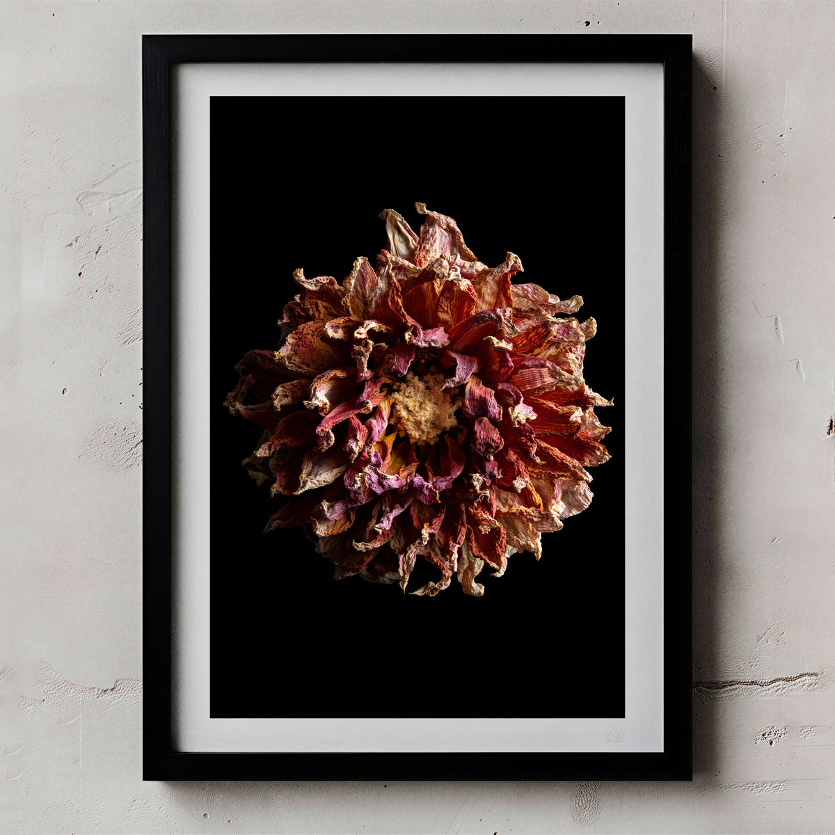 Macro Life 4 fine art print: dried dahlia, burgundy, purple and cream tones, black background, shown framed on a wall for illustration. Frame is not included with purchase.