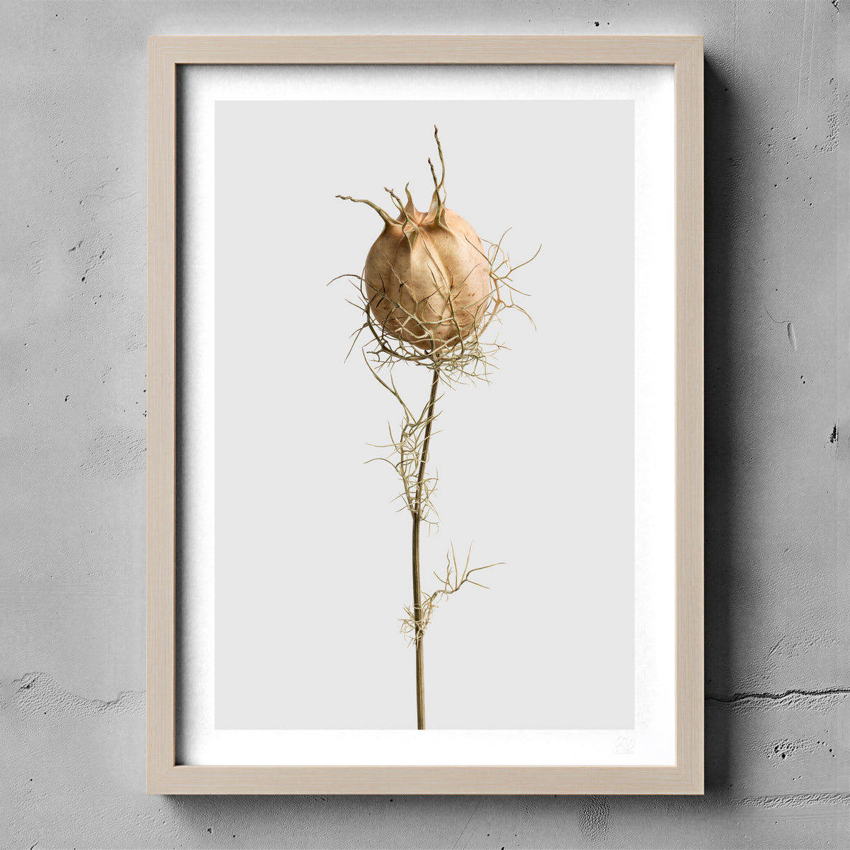Macro Life 10 fine art print: dried Nigella seed pod, web-like filaments, light grey background, shown framed on a wall for illustration. Frame is not included with purchase.