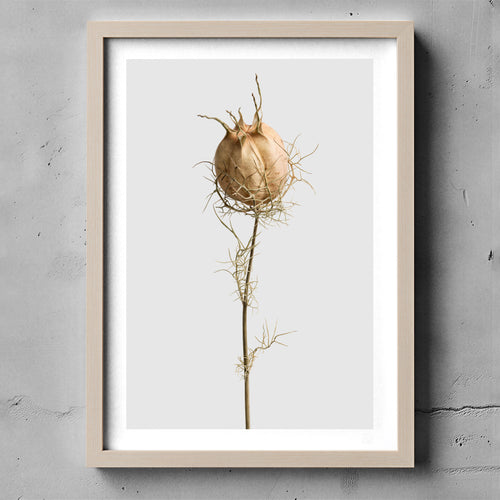 Macro Life 10 fine art print: dried Nigella seed pod, web-like filaments, light grey background, shown framed on a wall for illustration. Frame is not included with purchase.