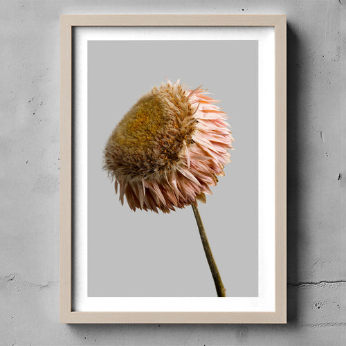 Macro Life 11 fine art print: dried Echinacea cone flower, golden brown centre, blush-pink petals, grey background, shown framed on a wall for illustration. Frame is not included with purchase.