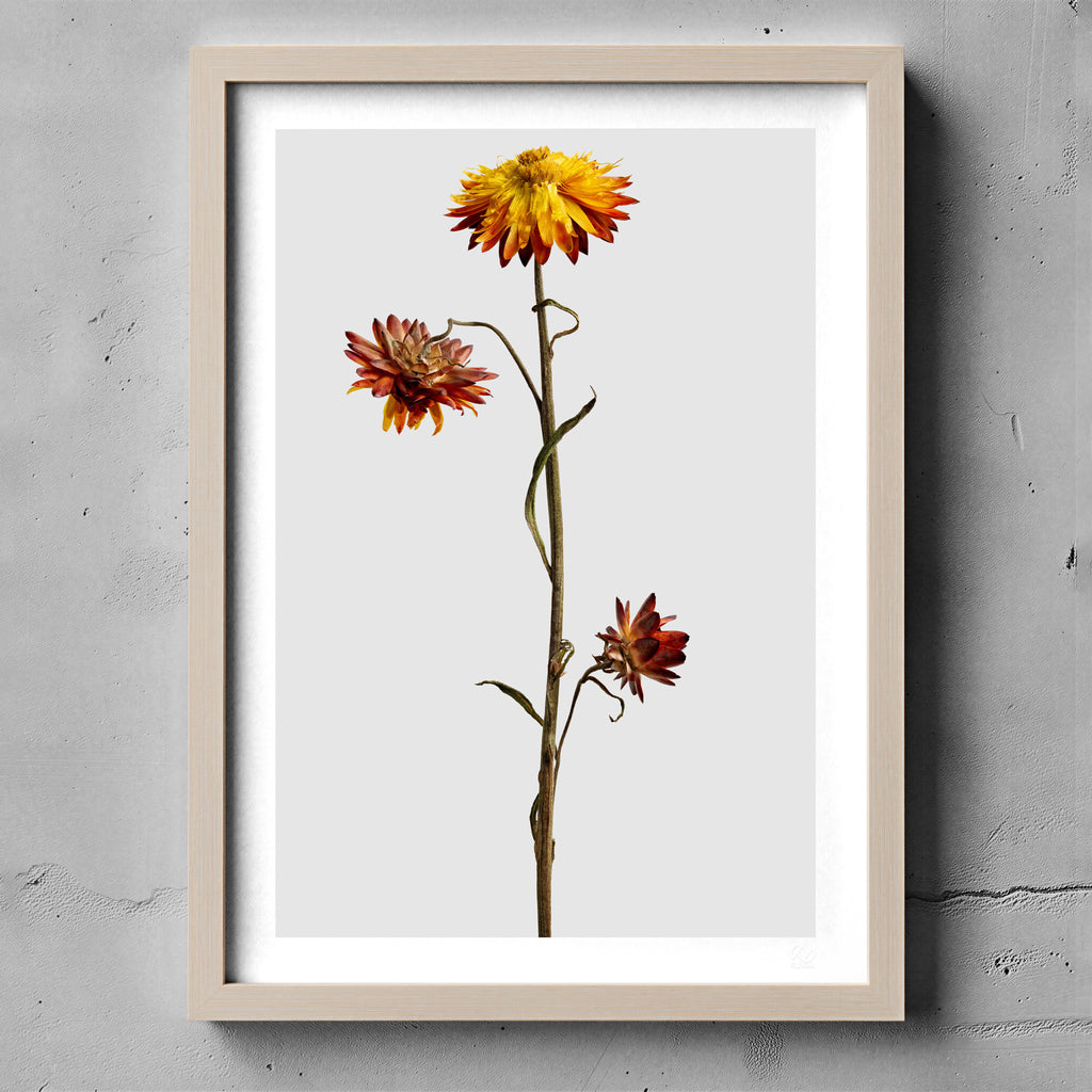 Macro Life 12 fine art print: dried Helichrysum, yellow flower and burgundy blooms, grey background, shown framed on a wall for illustration. Frame is not included with purchase.