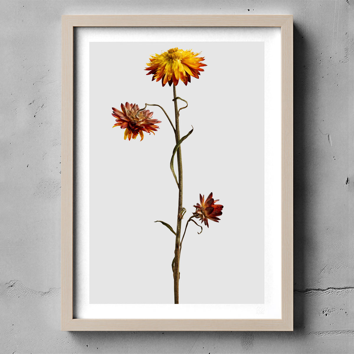 Macro Life 12 fine art print: dried Helichrysum, yellow flower and burgundy blooms, grey background, shown framed on a wall for illustration. Frame is not included with purchase.