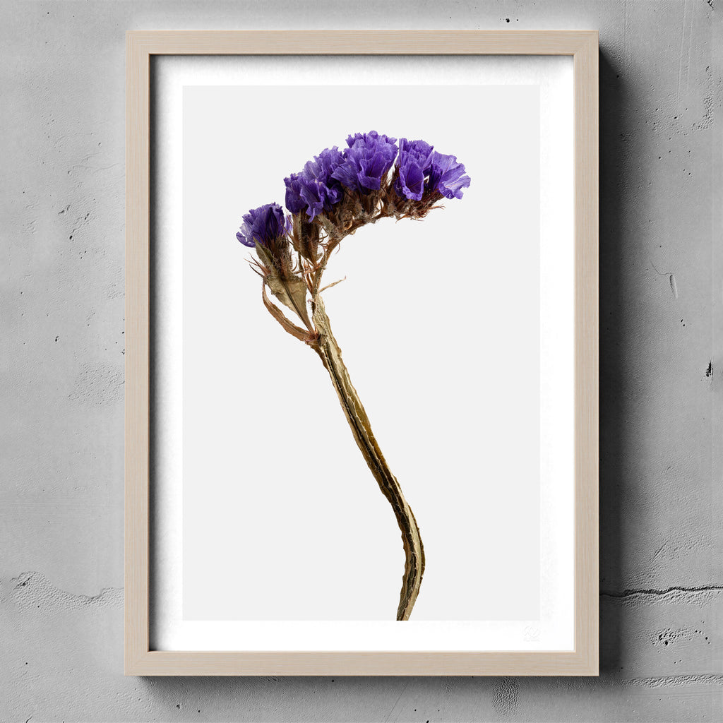 Macro Life 13 fine art print: dried statice, purple-lavender clusters, grey background, shown framed on a wall for illustration. Frame is not included with purchase.
