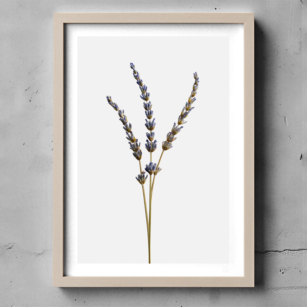 Macro Life 14 fine art print: three dried lavender stems, light grey background, shown framed on a wall for illustration. Frame is not included with purchase.