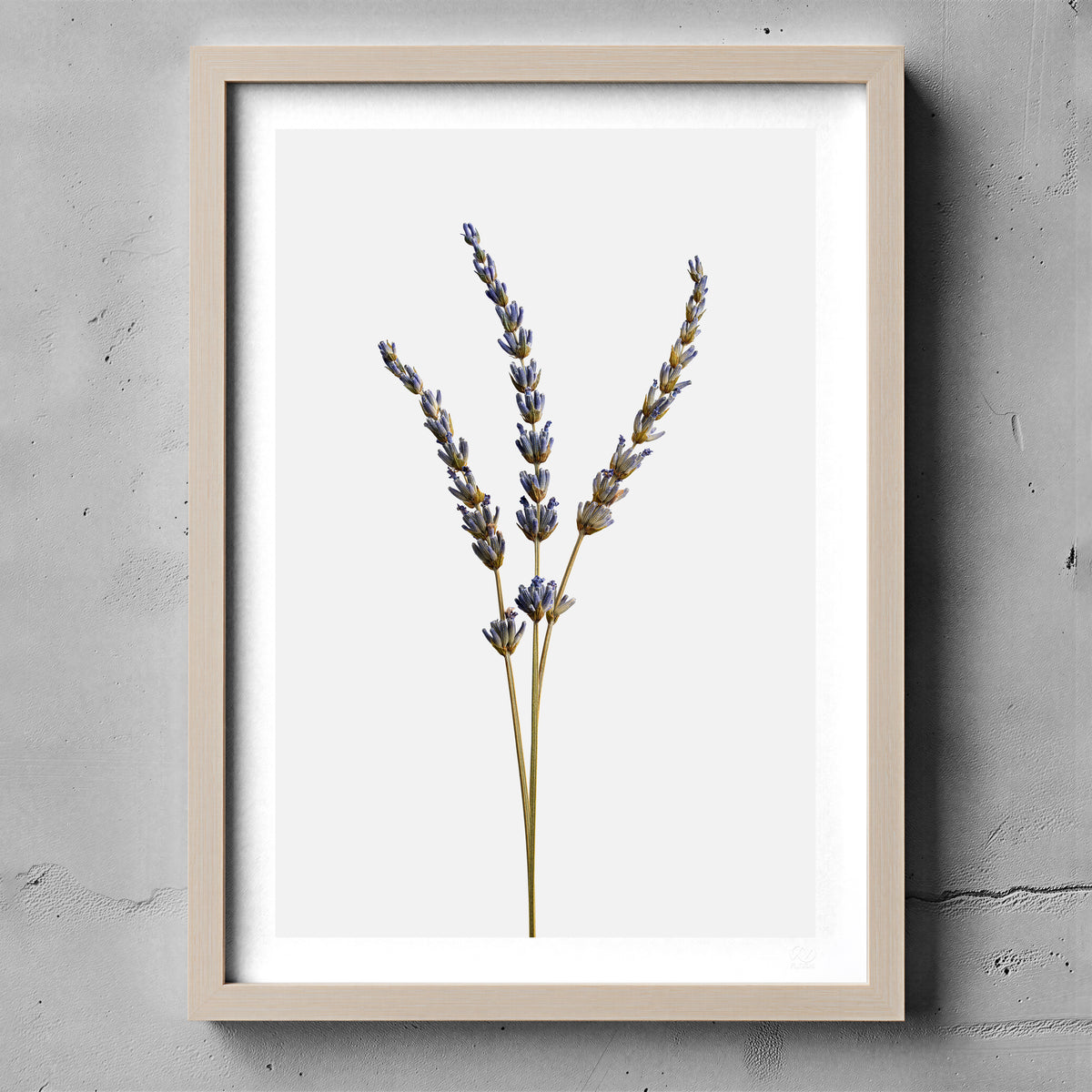 Macro Life 14 fine art print: three dried lavender stems, light grey background, shown framed on a wall for illustration. Frame is not included with purchase.