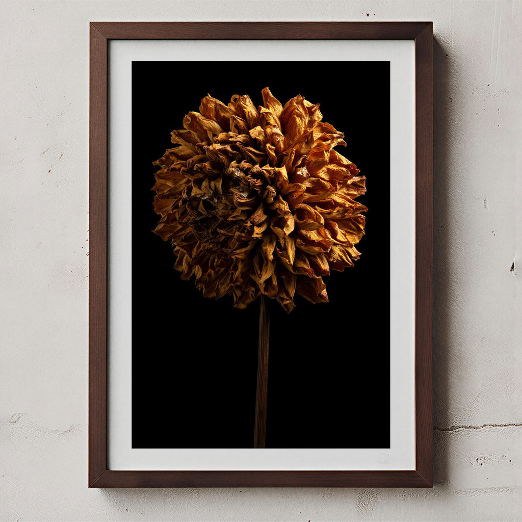 Macro Life 5 fine art print: large spherical dried dahlia, amber-orange tones, black background, shown framed on a wall for illustration. Frame is not included with purchase.