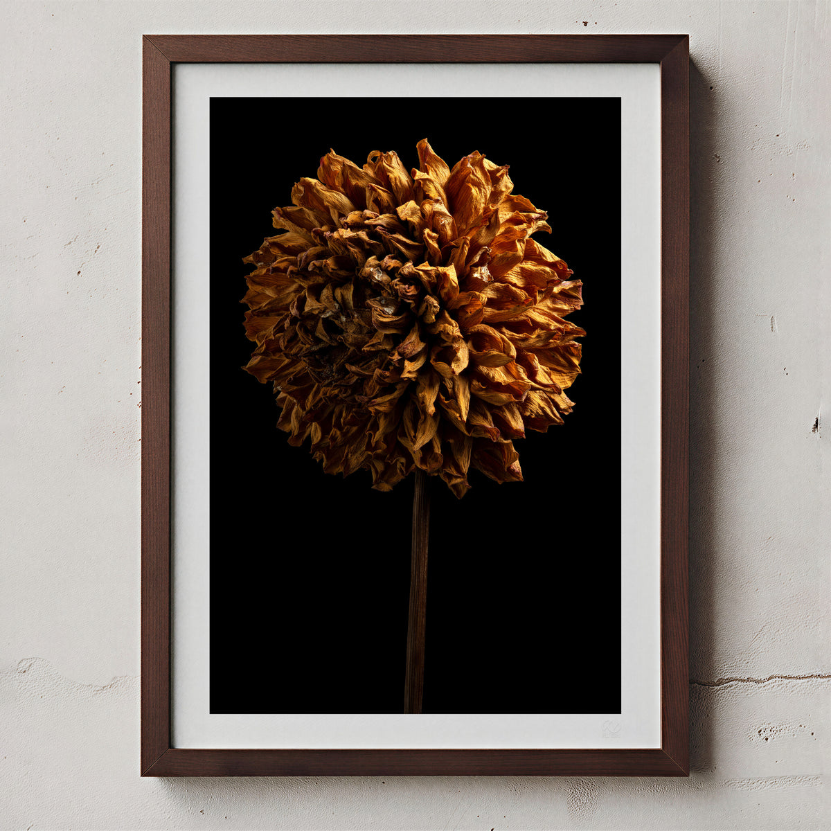 Macro Life 5 fine art print: large spherical dried dahlia, amber-orange tones, black background, shown framed on a wall for illustration. Frame is not included with purchase.