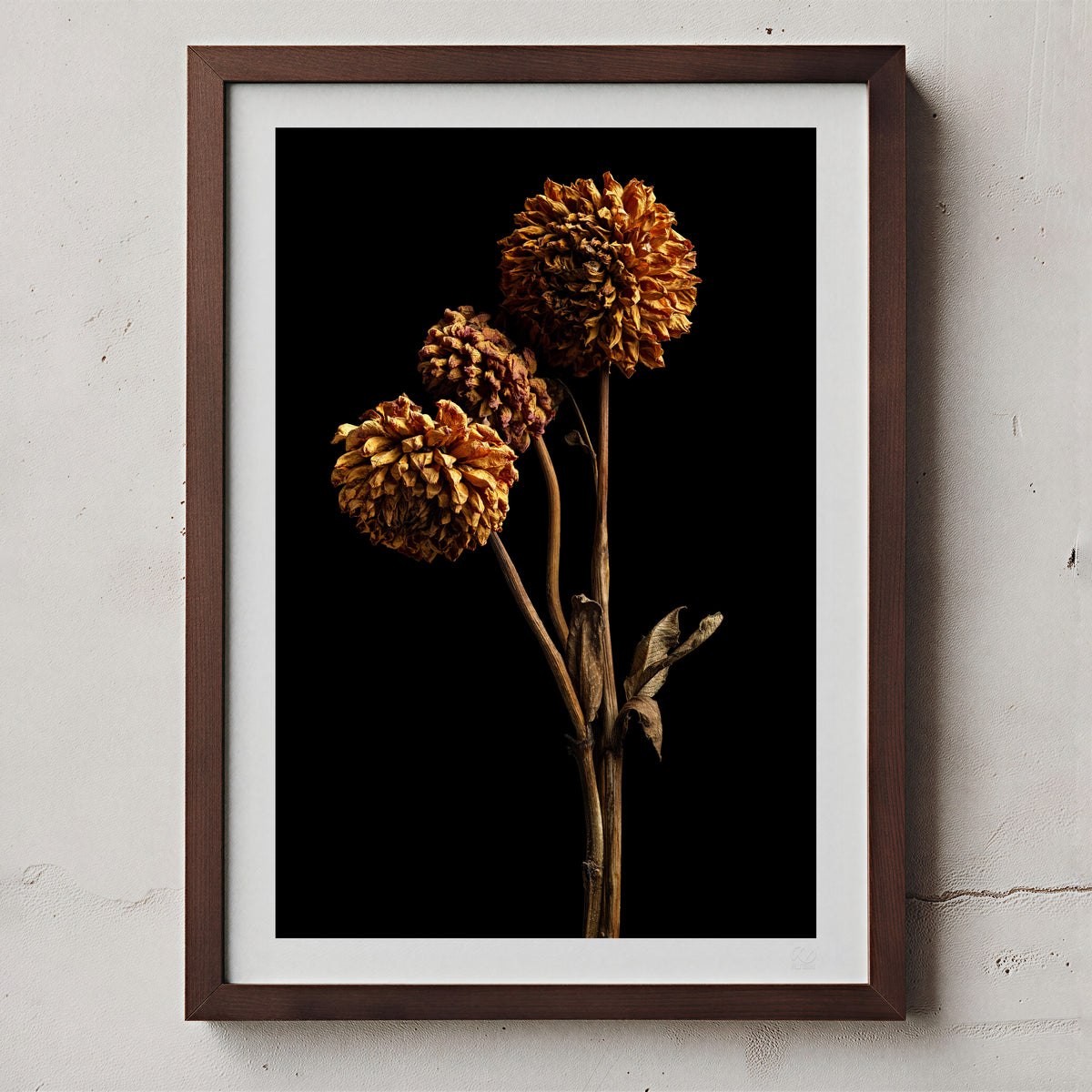 Macro Life 6 fine art print: three dried dahlias on branched stem, amber and orange tones, black background, shown framed on a wall for illustration. Frame is not included with purchase.
